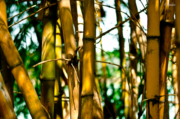 SCENERY Bamboo`BM 4